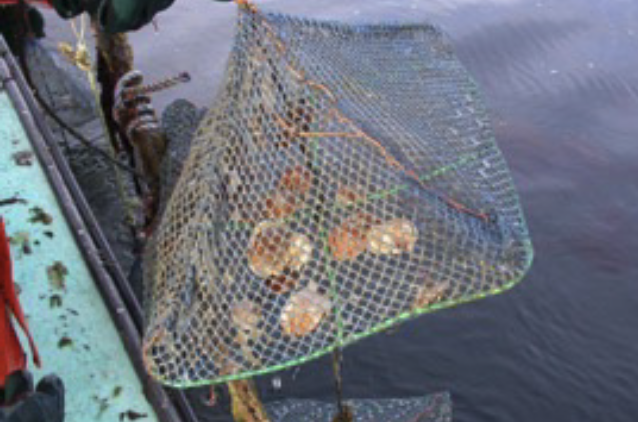 A pyramid-shaped net with scallops in the bottom of it is pulled out of the water onto a boat.